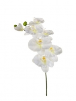 Phalaenopsis spray 80cm wit